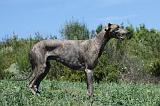 GREYHOUND 151